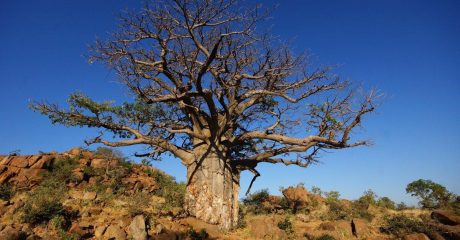 30 affenbrotbaum 4f086497