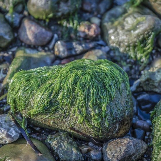 07 algenoel 5e1f472c