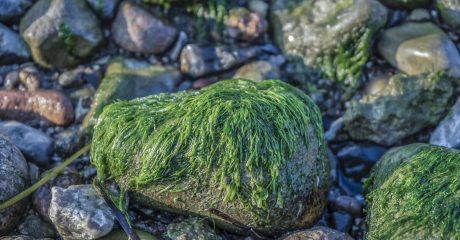 07 algenoel 5e1f472c