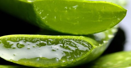 26 aloe vera 6b6dc41d