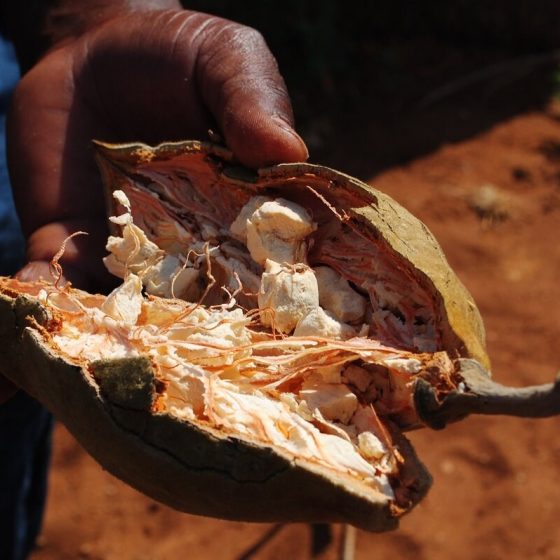 10 baobab frucht 52a775c9