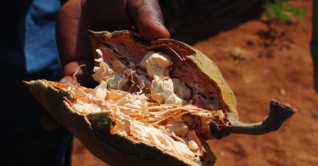 10 baobab frucht 52a775c9