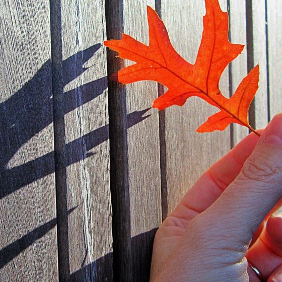 12 blasenkrebs 28a98441