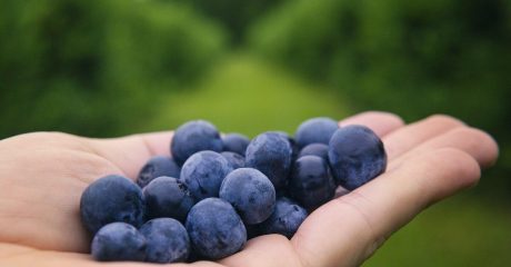 24 blaubeeren 2a44e0f1