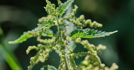 27 brennessel 09d87fcd