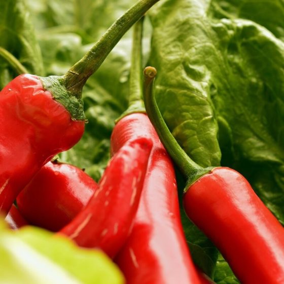 14 capsaicin 9ade37aa