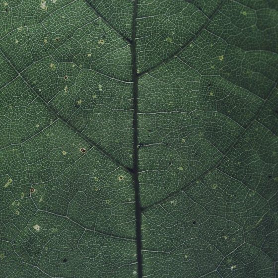 01 chlorophyll bc9c5f2f