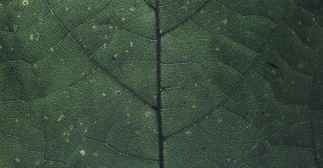 01 chlorophyll bc9c5f2f