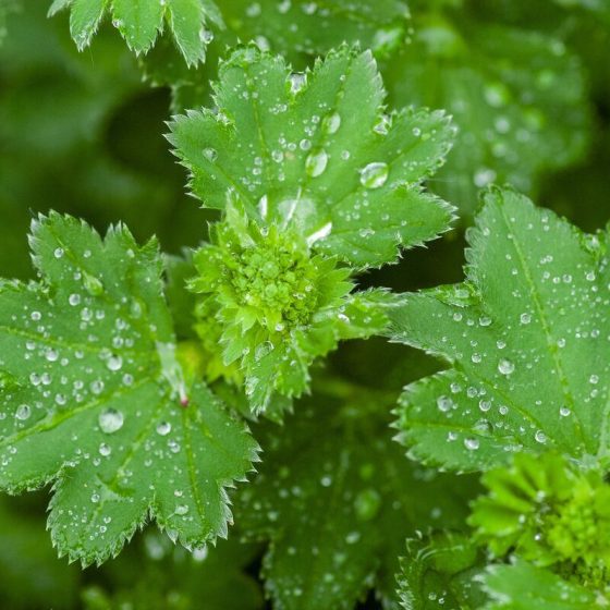 24 heilkraeuter 730a268f