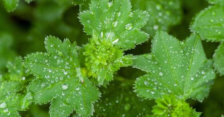 24 heilkraeuter 730a268f