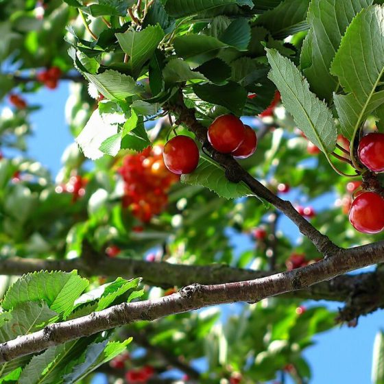 26 kornelkirsche 0e379e3c