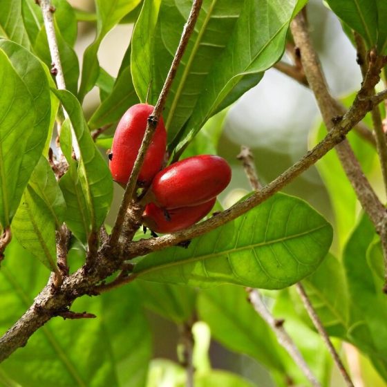 02 wunderbeere c685d4d9