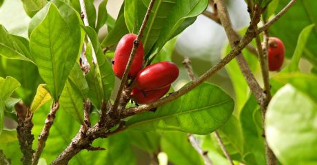 02 wunderbeere c685d4d9