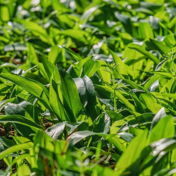 22 wildpflanzen f743e4bc