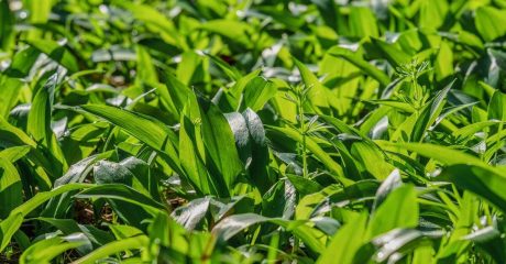 22 wildpflanzen f743e4bc