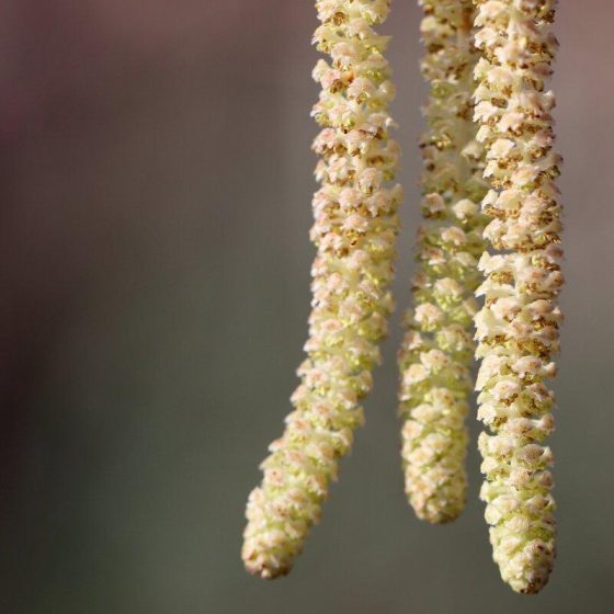 28 haselkaetzchen 74c602f1