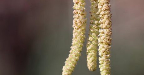 28 haselkaetzchen 74c602f1