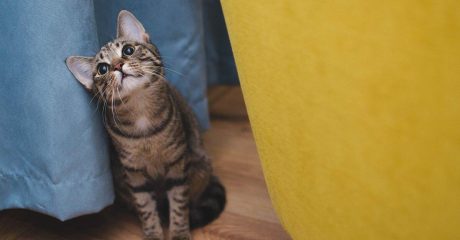 18 haustiere a64eb383