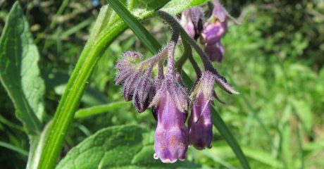 12 beinwell a83a3eb7