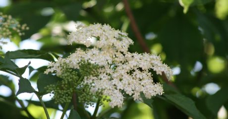 04 holunder 8a3734f7