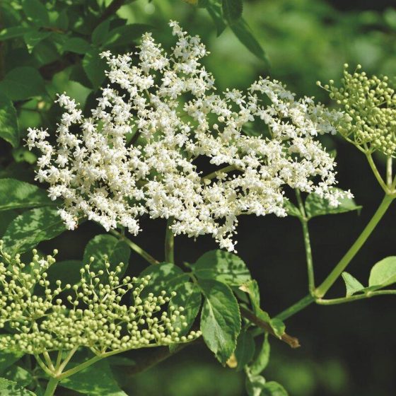 01 holunderbluete 4ca82a69