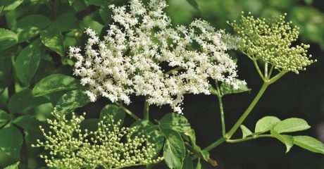 01 holunderbluete 4ca82a69