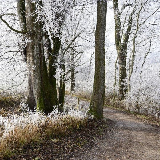 13 winterdepression dd1a8bbe