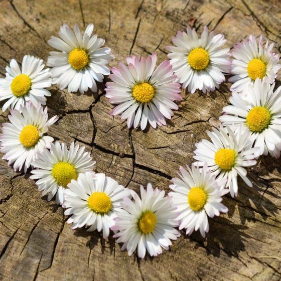 03 essbaren blueten 47be155f