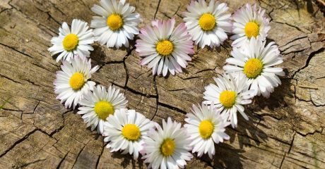 03 essbaren blueten 47be155f