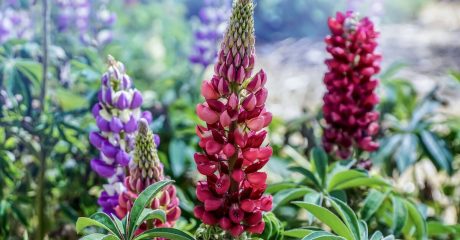 07 lupinenkaffee 3e8790c1