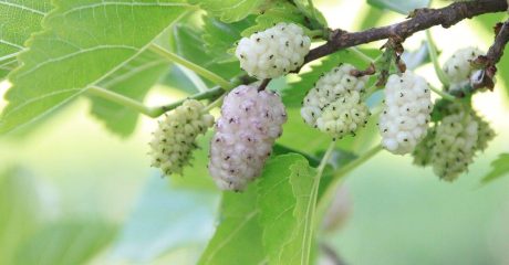 11 maulbeeren dadf99e1