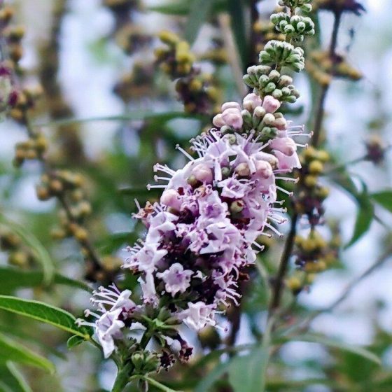 03 moenchspfeffer afe52c46