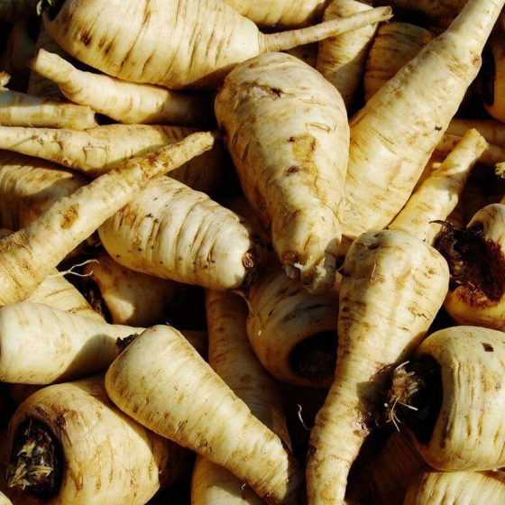 30 petersilienwurzel e73e9164