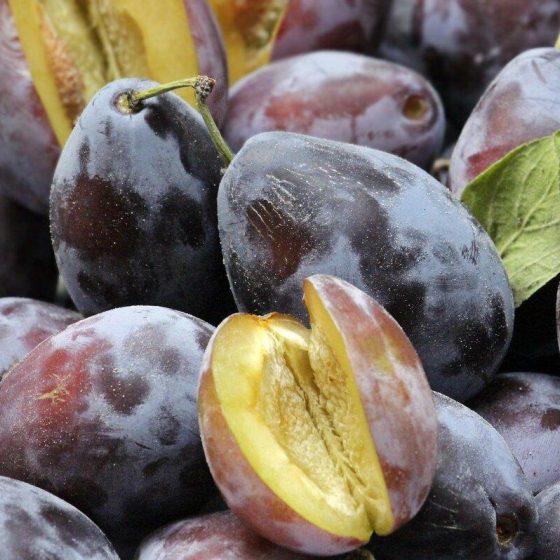 24 pflaumen 151500d6