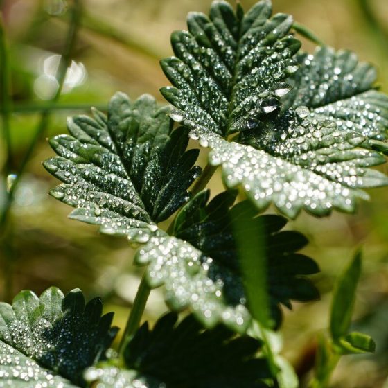 30 pimpinelle 7fe81ca2