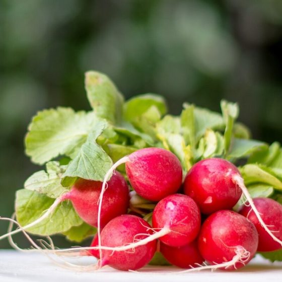 18 radieschen 28446e19