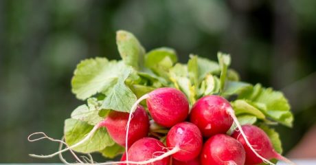 18 radieschen 28446e19