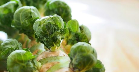 10 rosenkohl dc848cf1