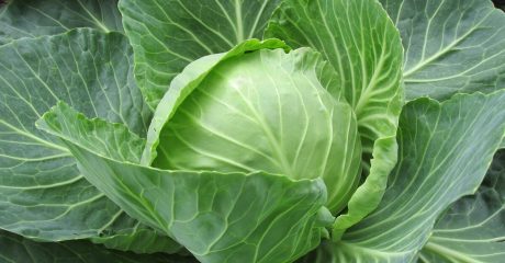 03 sauerkraut 130cd80f