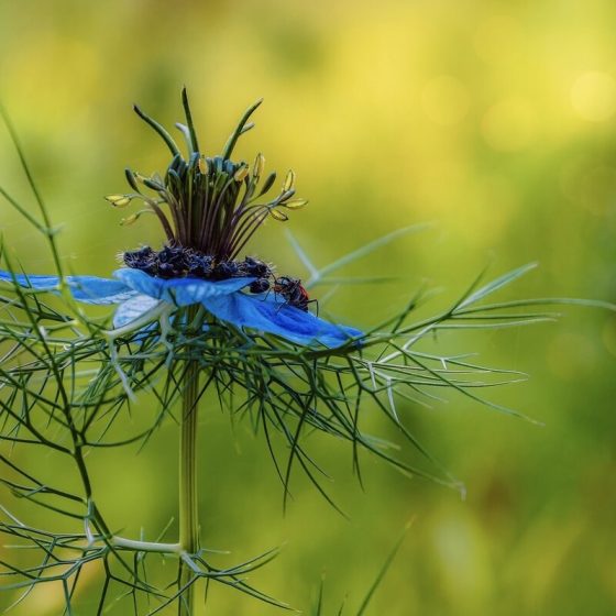 16 schwarzkuemmeloel 2af896c3