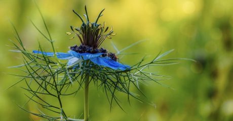 16 schwarzkuemmeloel 2af896c3