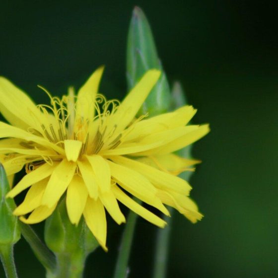 21 schwarzwurzel b7976d3b