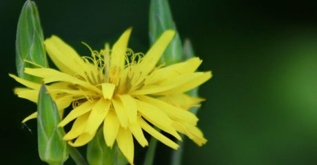 21 schwarzwurzel b7976d3b