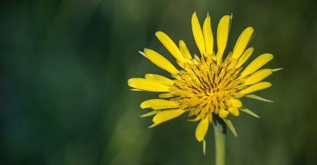 21 schwarzwurzel bf471cd3