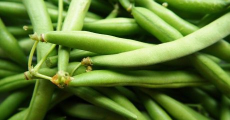 05 gruene bohnen 4f01b1ad