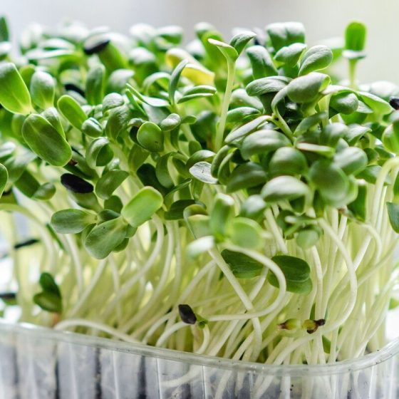 06 microgreens eeb42d71