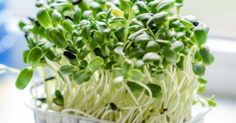 06 microgreens eeb42d71