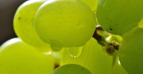 19 traubensaft 4fd55e1b