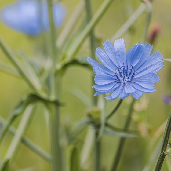 09 zichorienkaffee 08956005