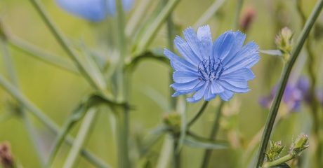 09 zichorienkaffee 08956005